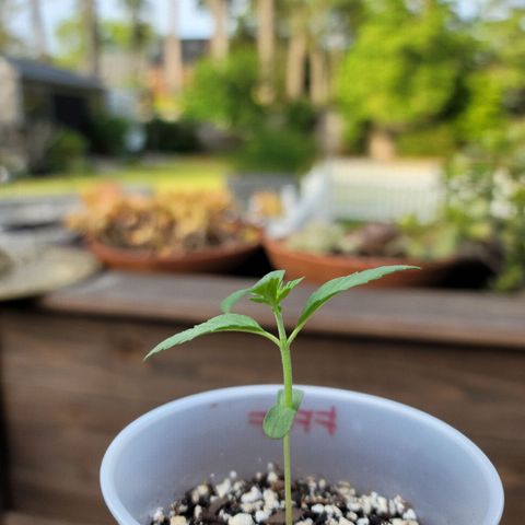 Santa growlog timeline photo