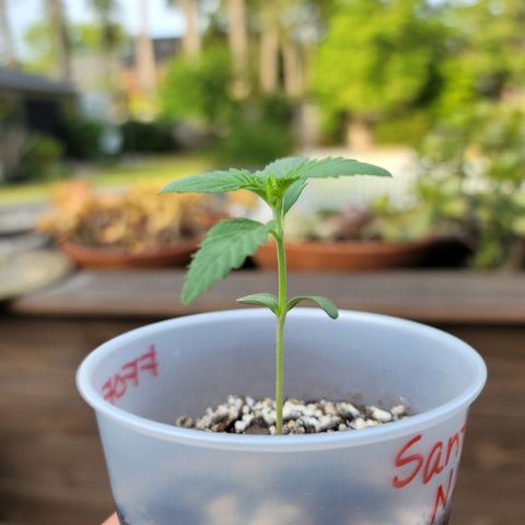 Santa growlog timeline photo