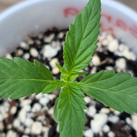 Santa growlog timeline photo