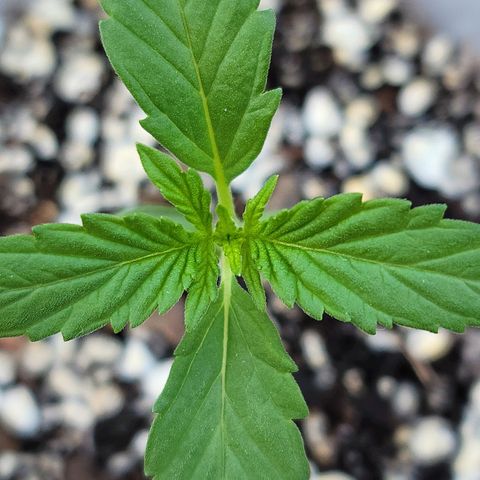 Santa growlog timeline photo