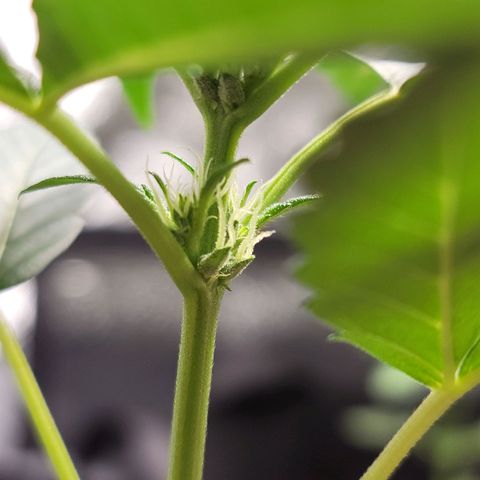 Santa growlog photo: Buds are forming