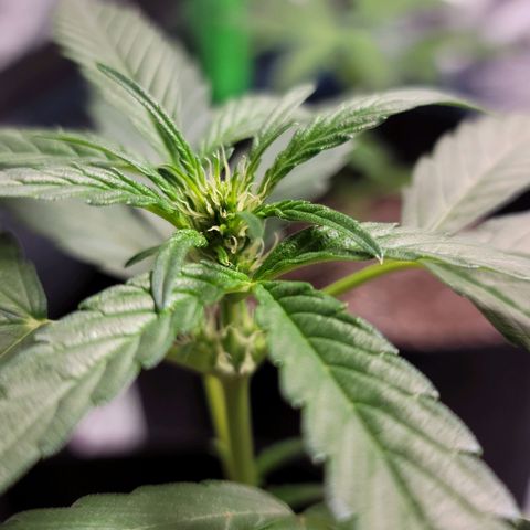 Santa growlog photo: Buds are forming