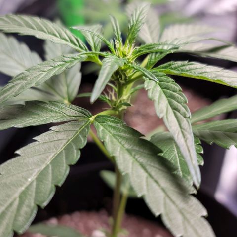 Santa growlog photo: Buds are forming