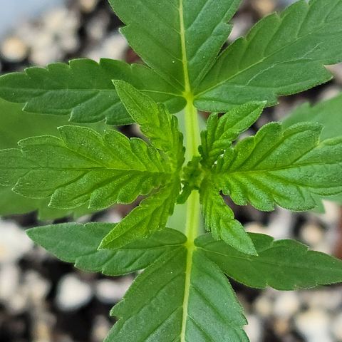 Santa growlog timeline photo