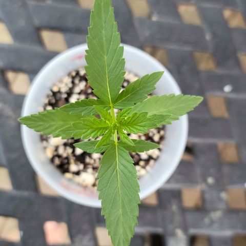 Santa growlog timeline photo