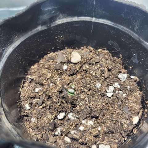 Voladoras growlog timeline photo