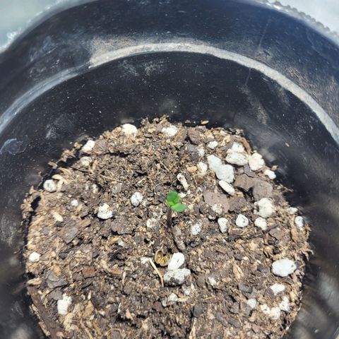 Voladoras growlog timeline photo
