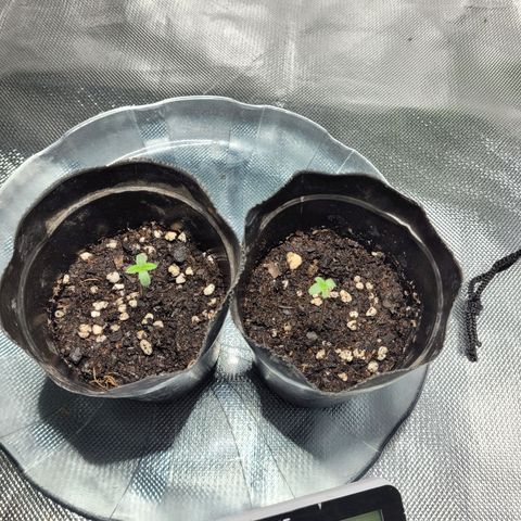 Voladoras growlog timeline photo