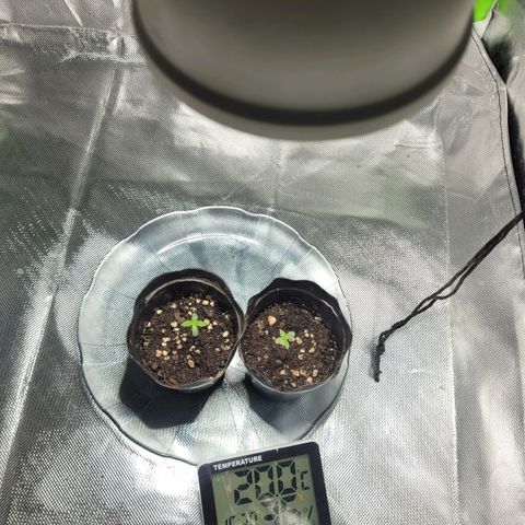 Voladoras growlog timeline photo