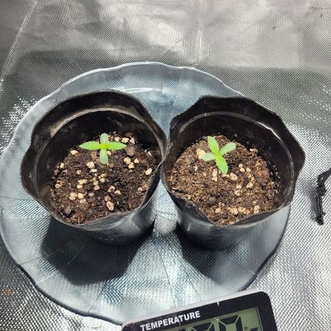 Voladoras growlog timeline photo