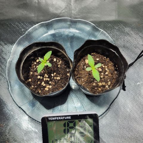 Voladoras growlog timeline photo