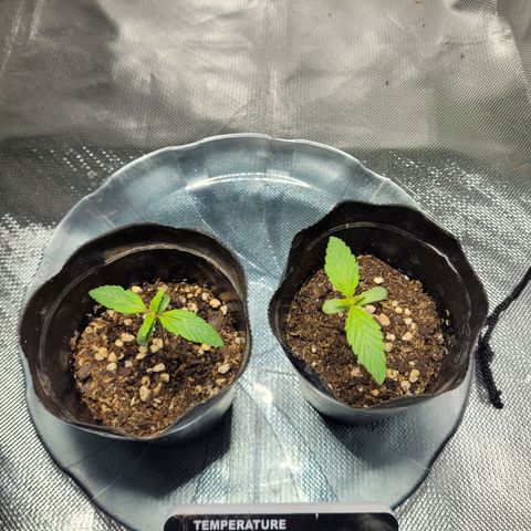 Voladoras growlog timeline photo