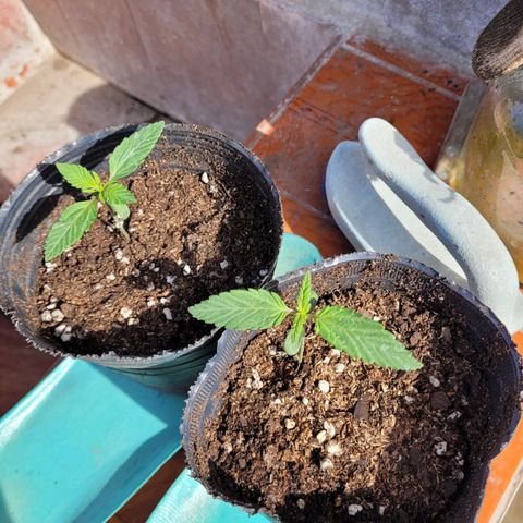 Voladoras growlog timeline photo