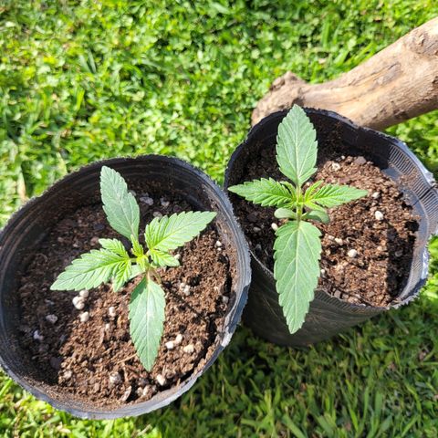 Voladoras growlog timeline photo