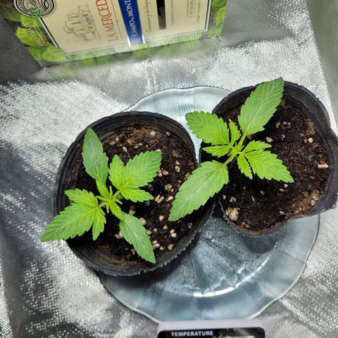 Voladoras growlog timeline photo
