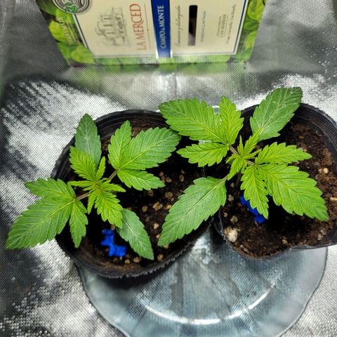 Voladoras growlog timeline photo