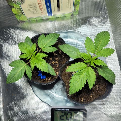 Voladoras growlog timeline photo