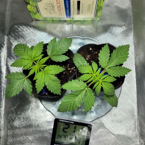 Voladoras growlog timeline photo