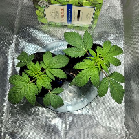 Voladoras growlog timeline photo