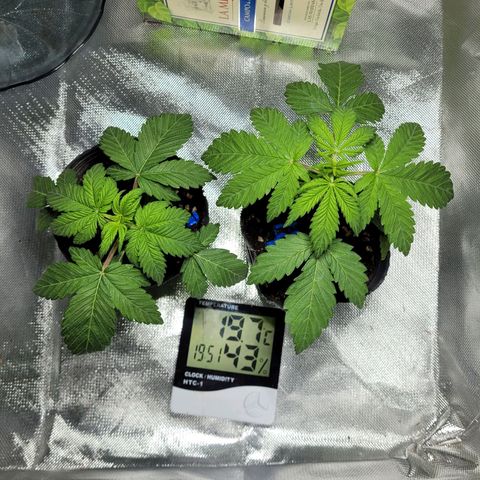 Voladoras growlog timeline photo