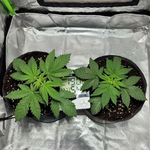 Voladoras growlog timeline photo