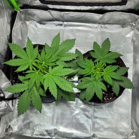 Voladoras growlog timeline photo