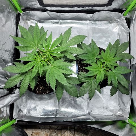 Voladoras growlog timeline photo