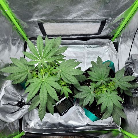 Voladoras growlog timeline photo