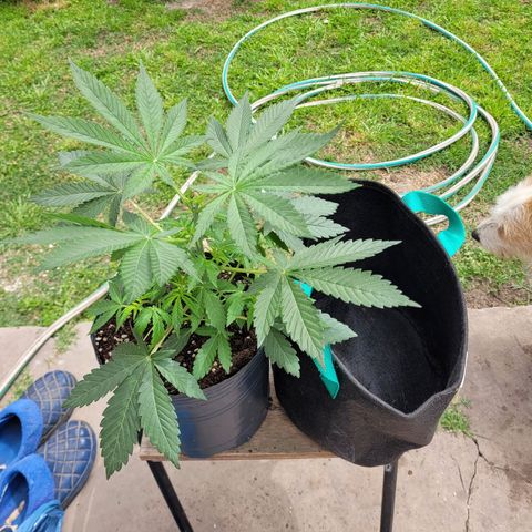 Voladoras growlog timeline photo