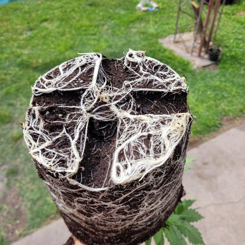 Voladoras growlog timeline photo