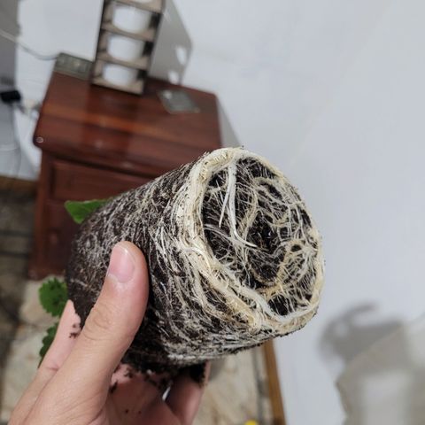 Voladoras growlog timeline photo