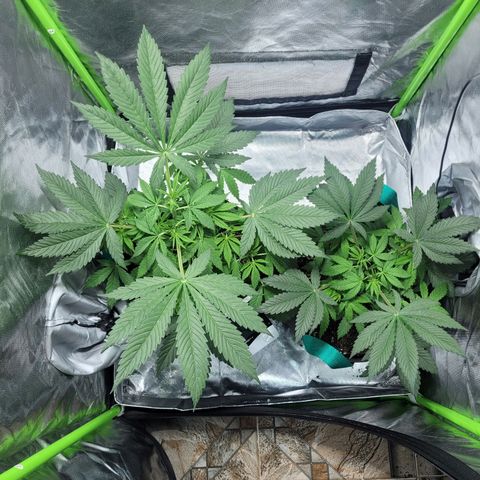 Voladoras growlog timeline photo
