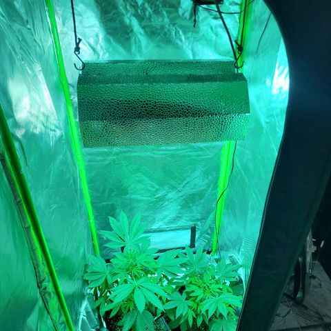 Voladoras growlog timeline photo