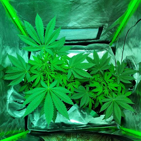 Voladoras growlog timeline photo