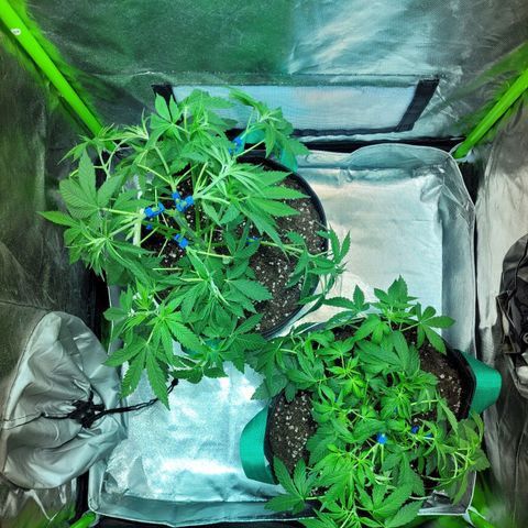 Voladoras growlog timeline photo