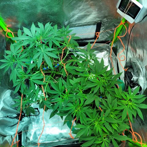 Voladoras growlog timeline photo