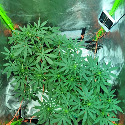 Voladoras growlog timeline photo