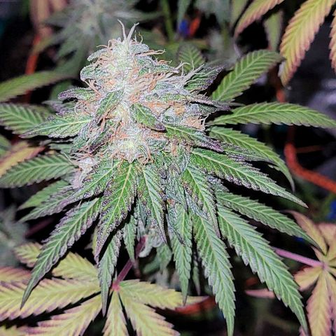 Voladoras growlog timeline photo
