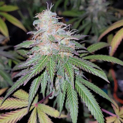 Voladoras growlog timeline photo