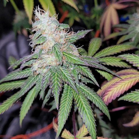 Voladoras growlog timeline photo