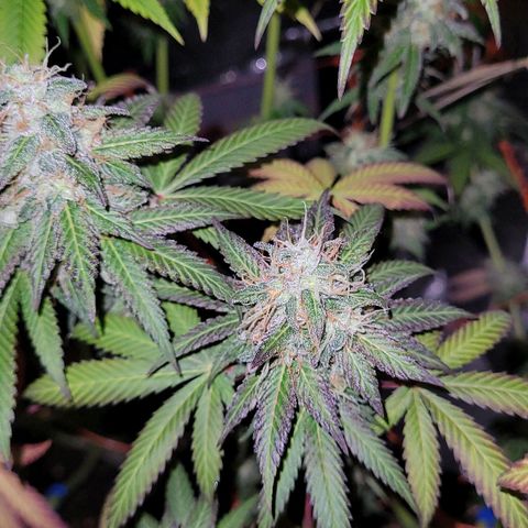 Voladoras growlog timeline photo