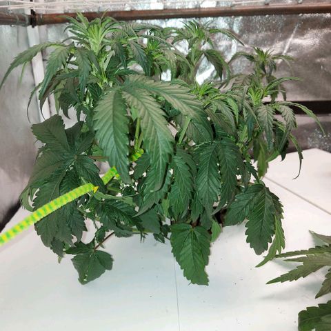 White Diesel Haze Automatic growlog timeline photo