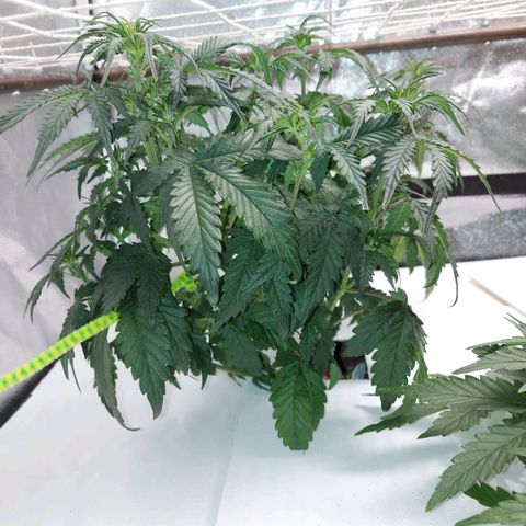 White Diesel Haze Automatic growlog timeline photo