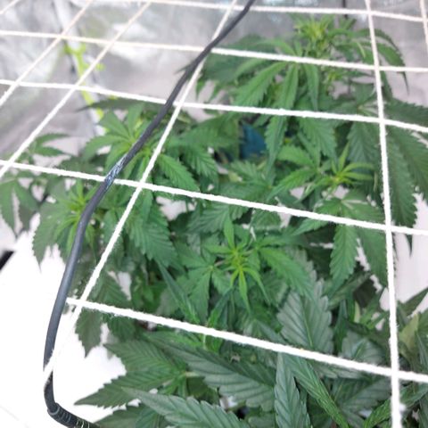 White Diesel Haze Automatic growlog timeline photo