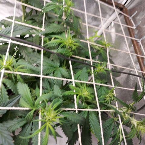 White Diesel Haze Automatic growlog timeline photo