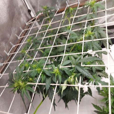 White Diesel Haze Automatic growlog timeline photo