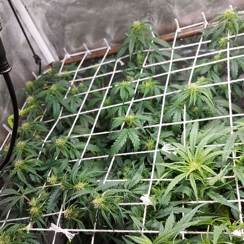 White Diesel Haze Automatic growlog timeline photo