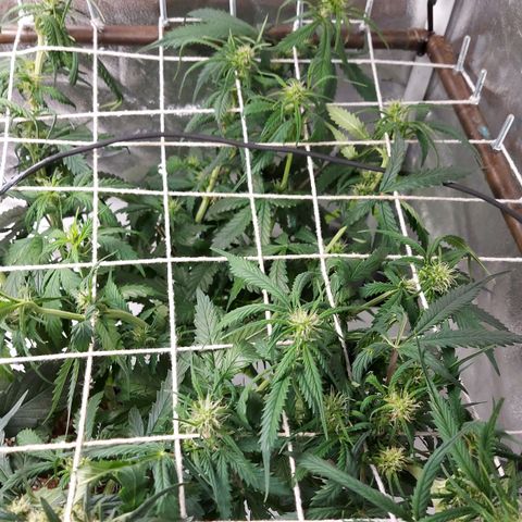 White Diesel Haze Automatic growlog timeline photo
