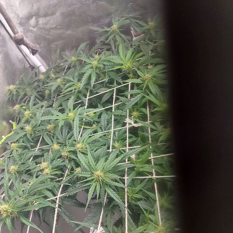 White Diesel Haze Automatic growlog timeline photo
