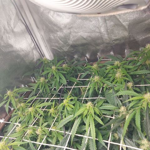 White Diesel Haze Automatic growlog timeline photo